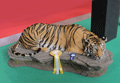 tigre